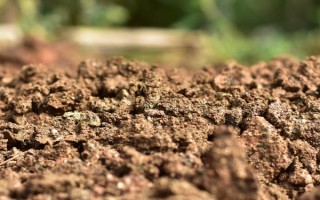 棚室更茬换季要注意什么，为图省事将残株杂草翻入地中容易引发病虫害