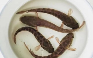 七星鱼的价格，人工养殖一斤需要30-40元