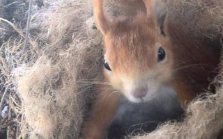 松鼠尾巴断了还能不能长，断了不能重新长出来