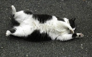 为什么猫咪喜欢在混凝土地面上打滚，可通过地面的温度来调节体温