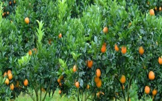脐橙的种植条件，土壤厚度不可低于0.8m