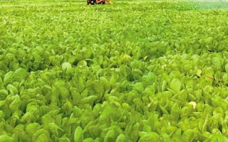 新型经营主体指什么，是在农村新出现的生产模式