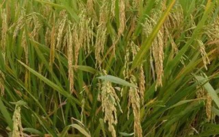 两优168水稻品种简介，5月下旬至6月上旬播种