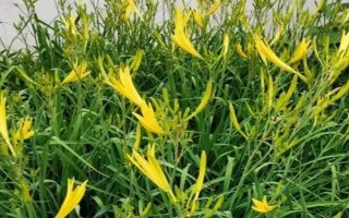 黄花菜有没有毒，新鲜的黄花菜具有毒性