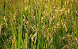 N两优026水稻品种的特性，籼型两系杂交水稻品种