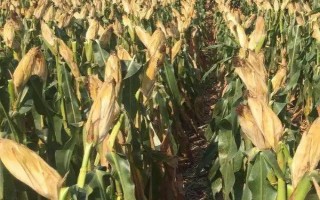 渝豪单6号玉米种子特征特性，在区试3000株/亩密度下