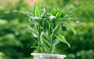 富贵竹属于喜阴还是喜阳植物,适合生长在有散光的半阴处