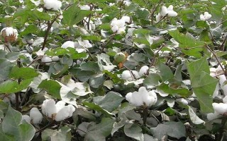 GB814棉花品种的特性，苗期做好蚜虫和棉红蜘蛛的防治