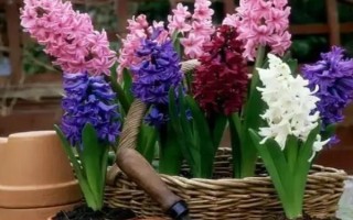 夏天怎么养风信子，花谢后就要养好球茎