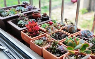 冬天多肉放室内没有阳光怎么处理，要将其移到有光照的位置