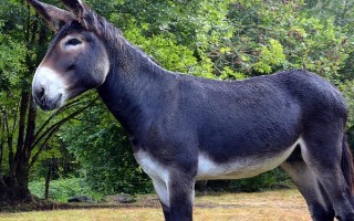 有哪些特色养殖项目,蚕、黄粉虫、土元、蜈蚣均属于特色养殖