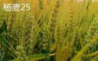 红麦品种，包括杨麦25、农麦88、宁麦22等种类