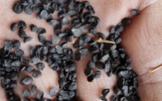 白露葱怎么种植，幼苗长出2-3片真叶后要浇水