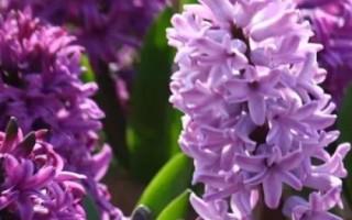 道歉时要送什么花卉,黄玫瑰可作为首选