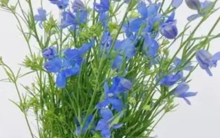 两支蓝色满天星代表什么，具有梦幻唯美、默默守护等含义