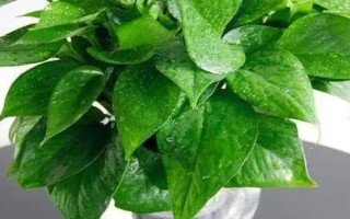 家庭大型盆栽常绿植物推荐,常见的有千年木、心叶藤和鸭脚木等