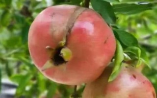 哪些农作物在秋季成熟，包括花生、玉米、西红柿等品种