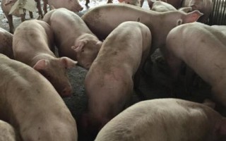 三元母猪的留种方法,需选择背宽体阔、四肢健壮的个体作为留种对象