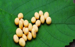 鑫兴6号大豆种子特征特性,适宜区域5月中旬播种