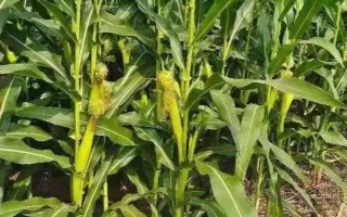 彩糯10（区试名称：花甜糯K10-1）玉米种子介绍，根据土壤肥力和苗势情况