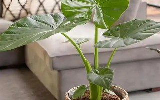 滴水观音不发芽如何处理，每天提供6小时左右的散射光可促进萌芽生长