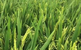 福两优2155水稻种子简介,插植密度20厘米×20厘米