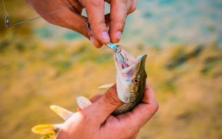 钓泥鳅怎么快速上钩，使用鲜活的虫饵具有良好效果