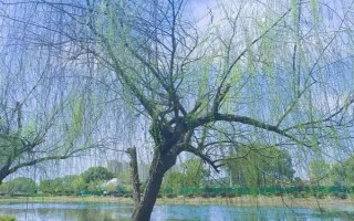 柳树的特征，树冠开展、树叶披针形