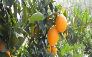 脐橙落叶的原因，可能是土壤酸性较大或根系不良等