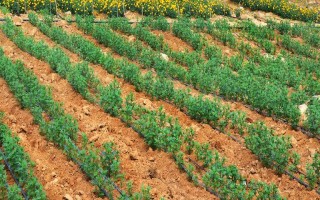 农作物根外施肥技术，根据气候条件选择喷肥时间