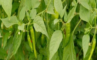 辣椒长蚜虫怎么处理，需要对种植场所进行适当的清理