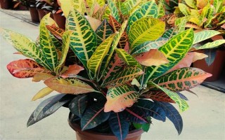 变色木有没有毒，毒性会挥发在空气中