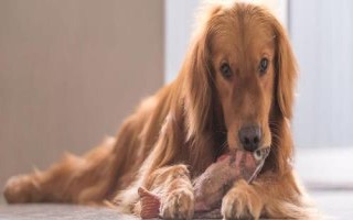 怎样给金毛犬挑选玩具，首先应该注重质量