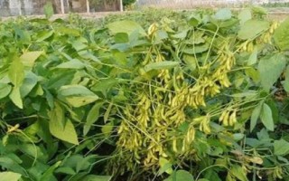淮豆20大豆种子介绍，适宜密度