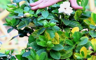 栀子花春天的养殖方法，春天要让其有充足的水肥