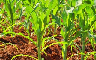 东单5号玉米品种的特性，播种前进行种子包衣处理