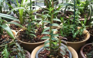 怎么养石斛，水分要一次性的给饱