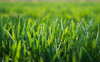 芸苔素内酯的使用方法，宜在上午11点左右使用