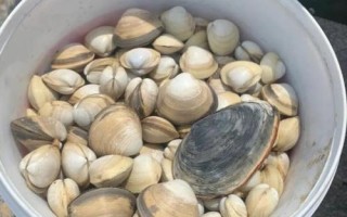 什么是蛤蜊，属于蛤蜊科软体动物的统称