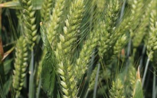 太学12小麦种子特征特性，最佳播期10月上旬