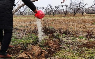 黄桃春季的管理方法，花果期要进行疏花的工作