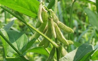 中黄211大豆种子特点,黄淮海夏大豆普通型品种