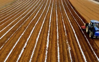 甘蔗如何种植,要做到适时施肥、适量施肥