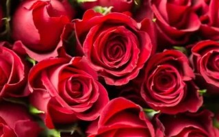 三朵红玫瑰的寓意，寓意我爱你、美好爱情等