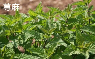 金皮树和荨麻的区别是什么,外形、分布均不同