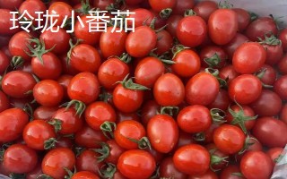 玲珑小番茄和千禧圣女果的区别,外形、品种和口感均不同