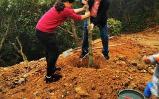 风铃木的寓意，花语是感谢