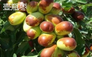 枣树品种介绍,月光枣脆嫩多汁、属于罕见的鲜食品种