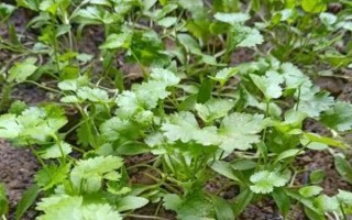 香菜倒伏了怎么处理,应合理浇水并补充光照等