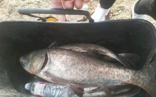 30斤以上的大鲢鳙能钓到吗，必须采取正确的方式才能钓到
